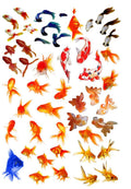 Fishes Resin color sticker