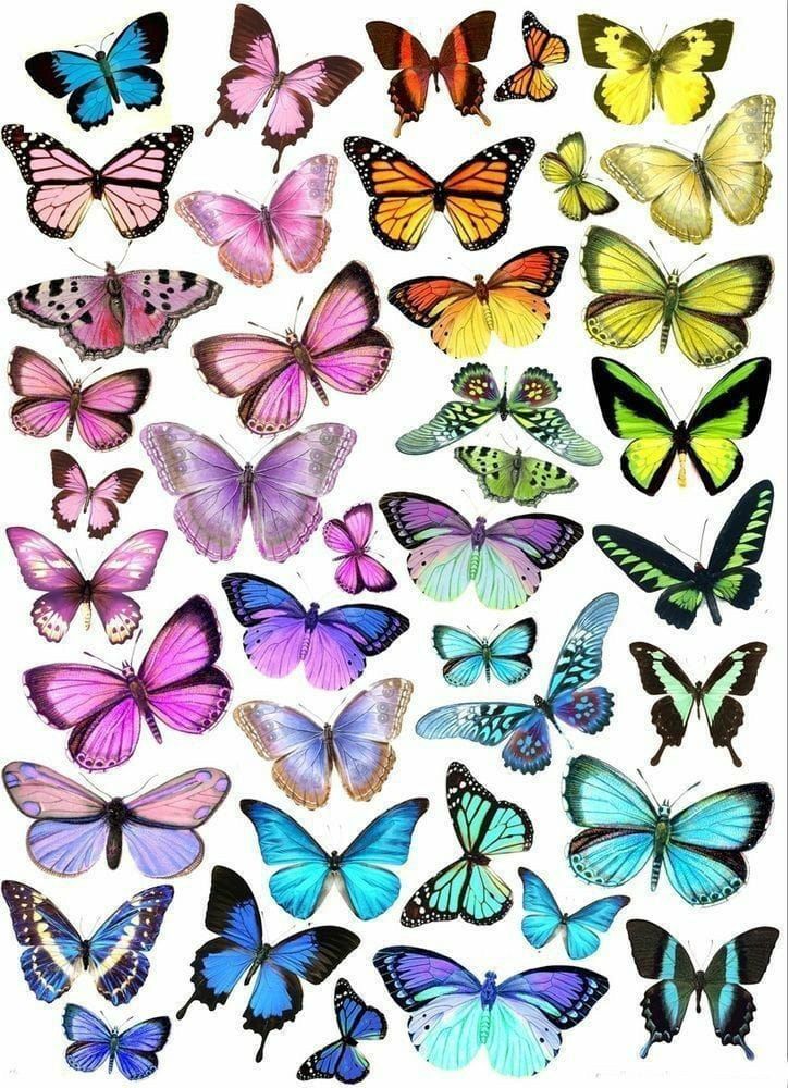 Butterflies Resin color sticker