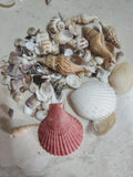 Sea shel