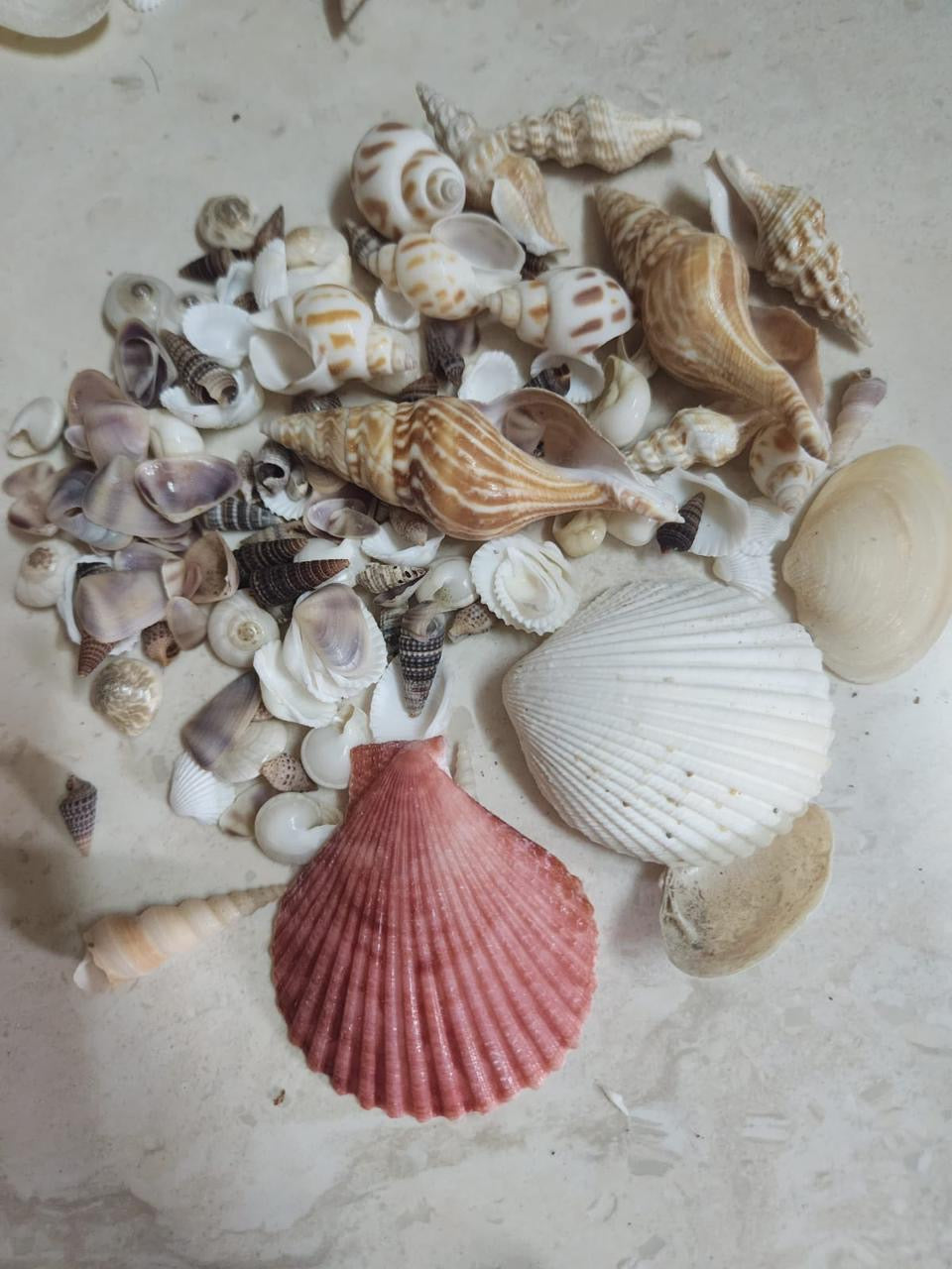 Sea shel