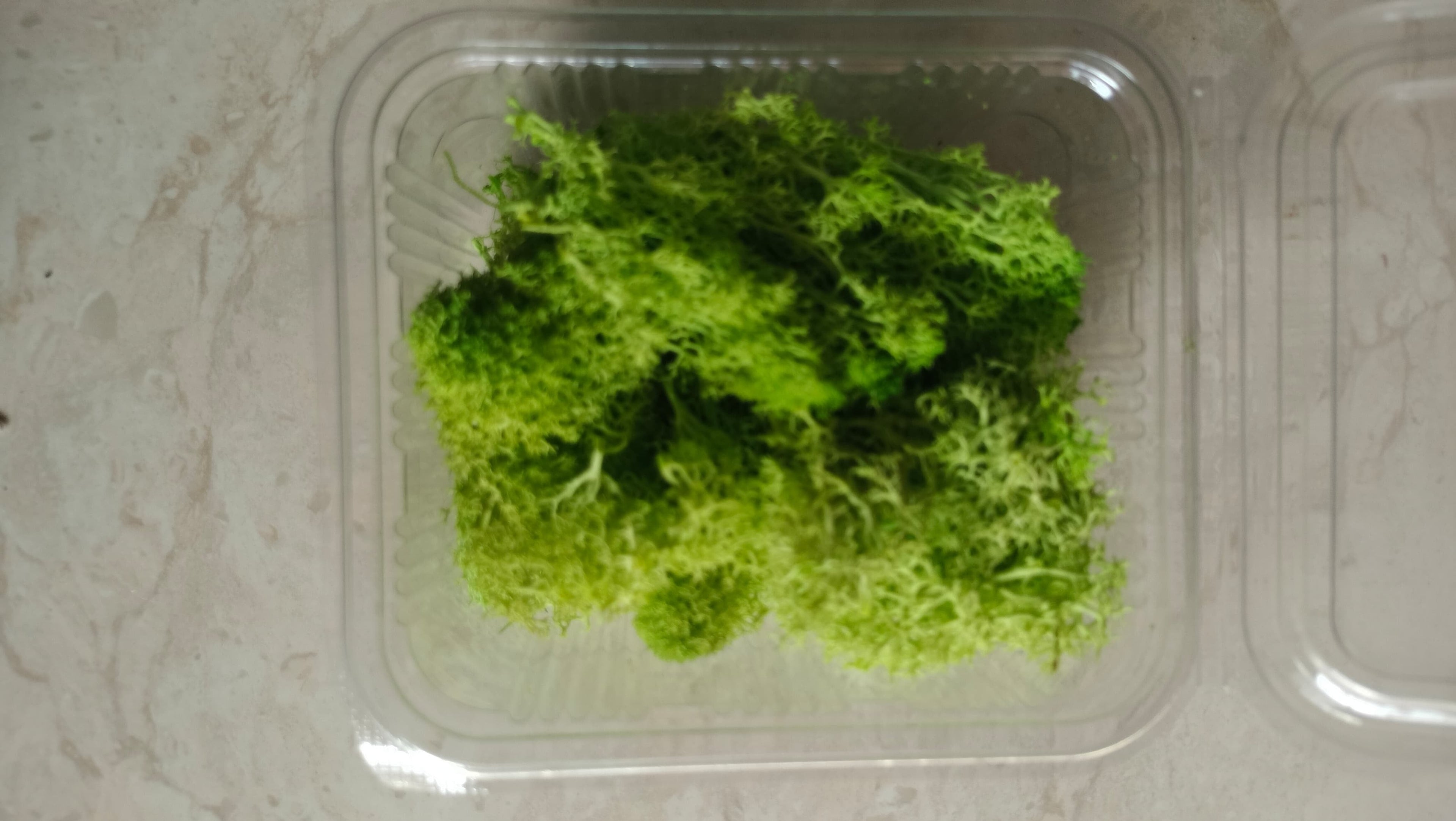 Moos