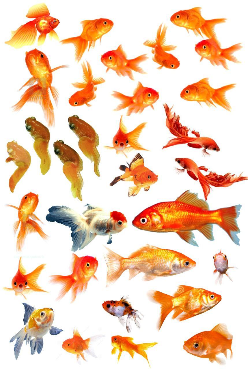 Gold Fishes Resin color sticker
