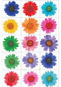 Resin Color Stickers - Assorted Pressed Flower Collection